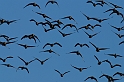 Pink-footed geese flying - G